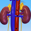 Adrenal Glands