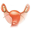 Ovary